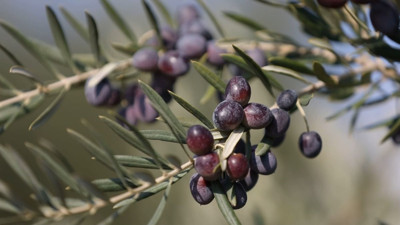 Dünyanın en kaliteli zeytinyağı Türkiye'de üretiliyor. Türkiye'nin gururu o şehrin ilçesi oldu