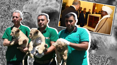 Erdoğan'ın aslanları üçüz doğurdu! Eski Sudan Devlet Başkanı El-Beşir hediye etmişti