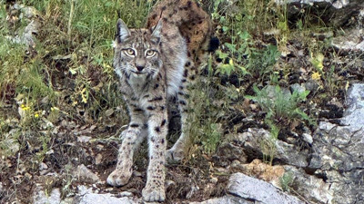 "Ormanın hayaleti" Kemaliye’de görüntülendi