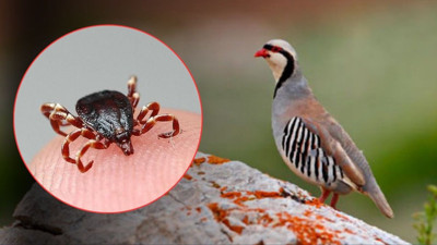 Keklik, kene ve doğal dengenin sınırları! İşin uzmanları anlattı