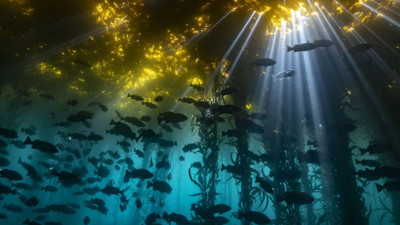 Okyanusun gizli devleri! Okyanus sırtlarında yeni keşifler