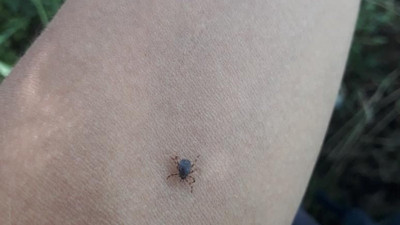 Kene bir can daha aldı!