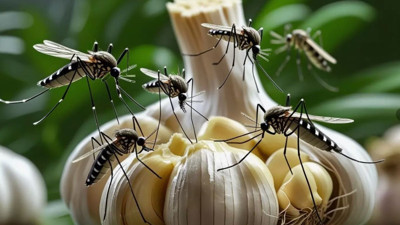 Sarımsak sivrisinekleri kaçırır mı? Efsane mi, gerçek mi?