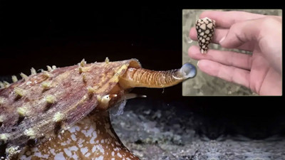 Yaz tatiliniz zehir olmasın! Denizlerin en tehlikeli canlısı... Dakikalar içinde felç geçirebilirsiniz