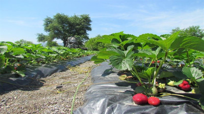 Bursa’da çilek fideleri davalık oldu
