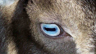 Keçilerin sırrı çözüldü! İşin uzmanları anlattı