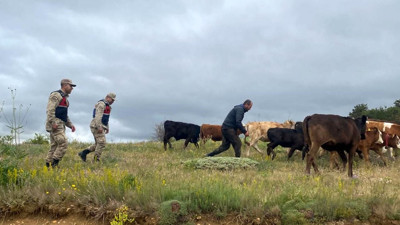 Refahiye’de hayvan krizi! Jandarma drone ile çözdü