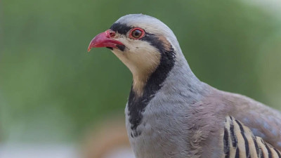 Uzmanından kenelere çözüm: Kuş avı yasaklansın