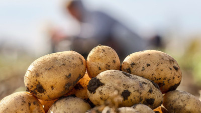Rusya tarımsal iflasın eşiğinde: Patates lüks oldu