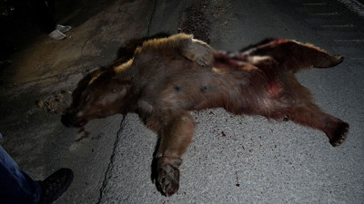 Yolda giderken ayıya çarptı