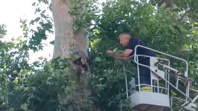 Karga ağaca asıldı: Vatandaşlar film gibi izledi!