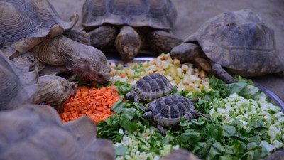 Kaplumbağaların kahvaltı keyfi! Karpuz bile yiyorlar
