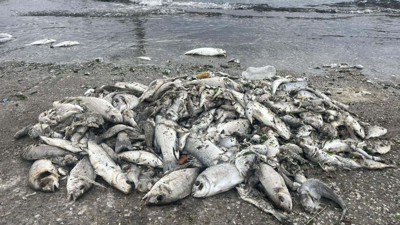 İzmir Körfezi alarm veriyor! Balık ölümleri kapıda