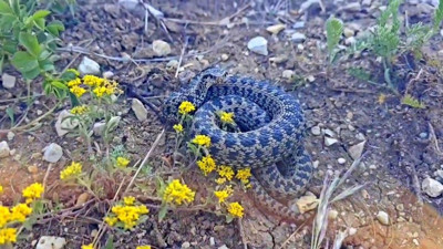 Erzincan’da dev yılan paniği!