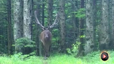 Çatallı boynuzlarıyla görüntülendi