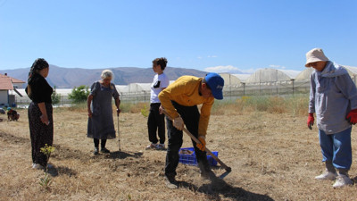 Antalya'da safran soğanı hasadı başladı