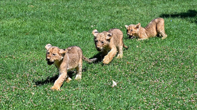Erdoğan'ın aslanlarına isim aranıyor!