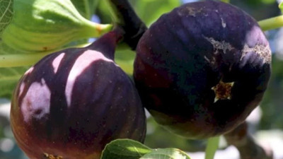 İncirde hasat ve ihracat tarihi belli oldu