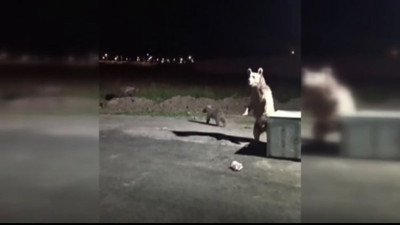 Anne ayının öfkesi! Sarıkamış’ta boz ayı paniği: Çekim yapan vatandaş şokta