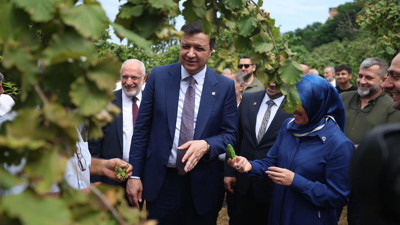 Arıkan fındık üreticisi için dikkat çekti: Nimetini lobiler yiyor