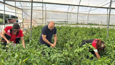 Hasat öncesi pestisit alarmı