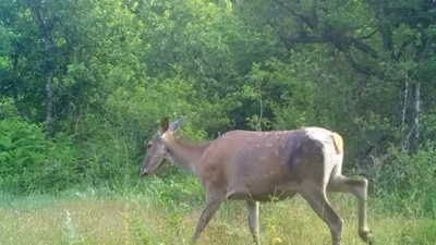 Erkekten sonra dişi kızılgeyik de fotokapana yakalandı