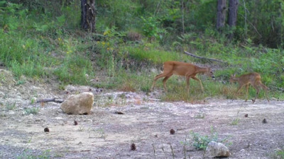 Karabük'te yaban hayatı fotokapana yansıdı