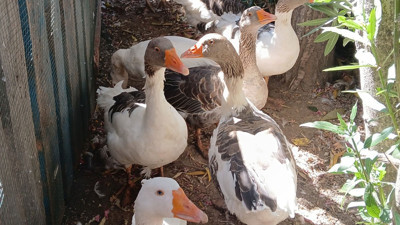 Bunu görmemiştik bu da oldu! Denizde yüzdükleri için şikayet edilen kazlar kümese kapatıldı