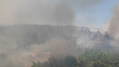 Anız yangını ormana sıçradı: Şarköy itfaiyesi seferber!