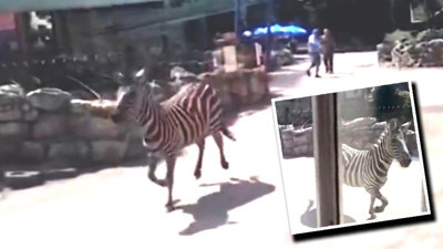 Sırbistan'da hayvanat bahçesinden kaçan Zebra, 3 kişiyi hastanelik etti