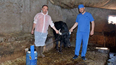 Kütahya’da manda ıslahı projesi başladı