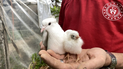 Tavuk yumurtasının üzerine yatan güvercin, çıkan civcive annelik yapıyor