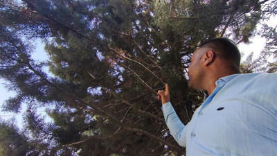 Ağaçtan yükselen sese baktı göz göze gelince hemen kaçtı. Herkesi uyardı