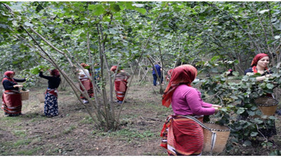 Fındık işçilerine ödenecek rakam belli oldu