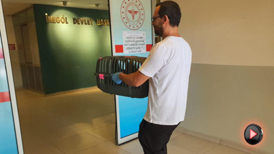 Kazazede kedi ambulansla devlet hastanesine kaldırıldı! Görenler şaşkına döndü