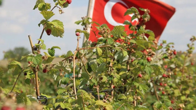 Bu meyveyi üreten zengin oluyor! Talepler patladı