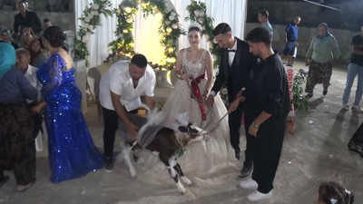 Ayvacık’ta geleneksel takı yerine canlı hediye! Davetiler gözlerine inanamadı