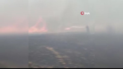 Buğday tarlası alev alev: Ormana sıçradı!