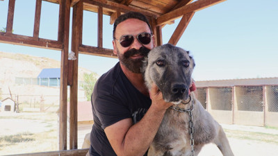 Hamile kangal köpeği zehirli yılanla boğuştu. Sürüyü korumak için canını hiçe saydı