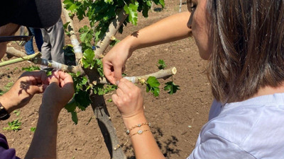Dut bahçelerinde aşılama çalışması