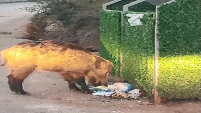 Marmaris’i domuzlar bastı!