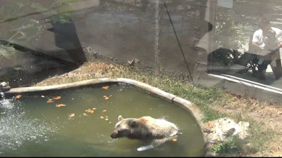Sıcaktan bunalan hayvanlar buz kalıplarıyla serinletildi