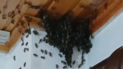 Arılar evi bastı. Ev sahibi şok geçirdi