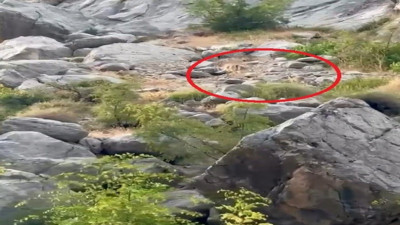 Nesli tükenme tehlikesi atında! Anne ve yavru dağ keçisi kayalıklarda görüldü