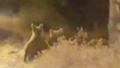 Bozayı ve yavrularının gece mesaisi!