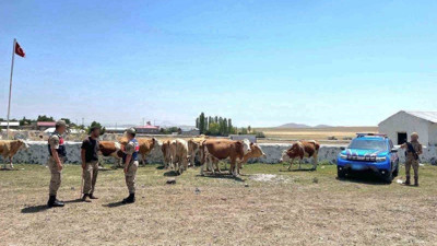Kaybolan büyükbaş hayvanlar sahibine kavuştu!