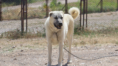 Anadolu’nun gururu Kangal: Neden dünyanın gözdesi? Güç ve şefkatin buluşması!