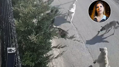 Güvenlik görevlisi kadının canını zor kurtardı! Sokak köpeği birden üstüne atladı