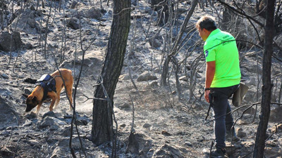 Orman yangınların sırrını ortaya çıkarıyor! Kundakçılara karşı ateş sahada