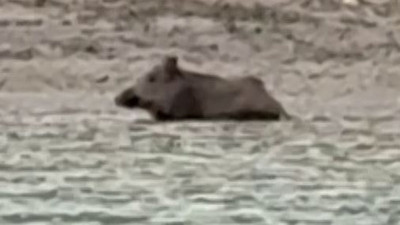 Domuz balık gibi yüzdü